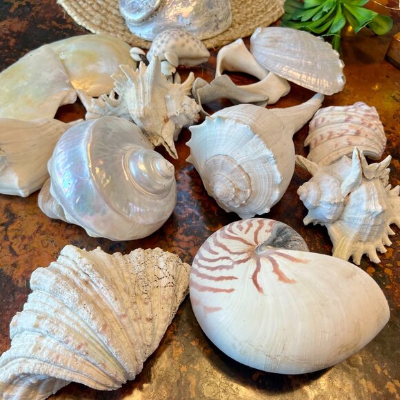 SALE!  Two Unique Sea Shells - Picture 7 of 7